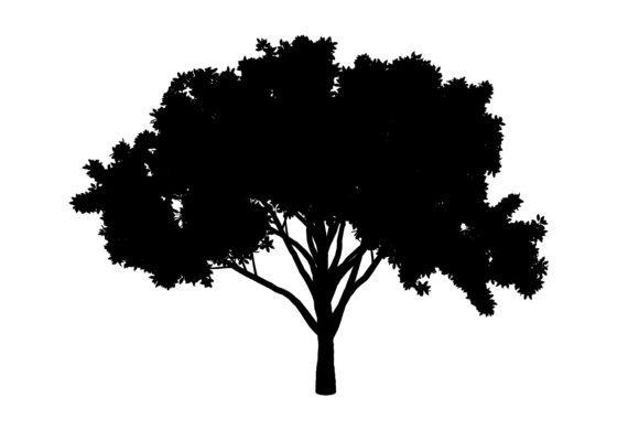 Africa Tree Silhouette: A Designer's Natural Graphic Asset