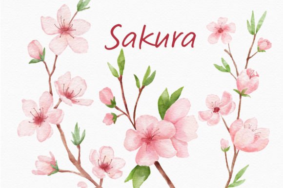 Elevate Projects with Sakura Flowers Watercolor Branch Clipart