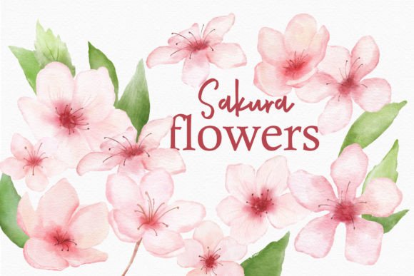 Sakura Flower Watercolor Clipart: Soft Beauty for Your Designs